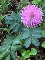 Mimosa nuttallii