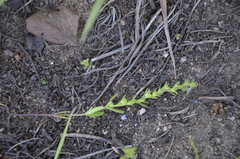 Veronica verna