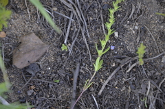 Veronica verna