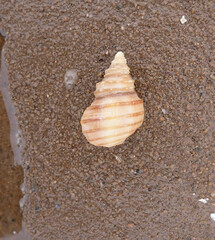 Neptunea decemcostata