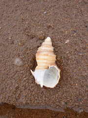 Neptunea decemcostata