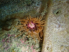 Anthopleura rosea