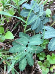 Mimosa nuttallii