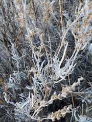 Artemisia cana