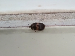 Attagenus fasciatus
