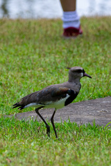 Vanellus chilensis