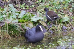 Fulica atra