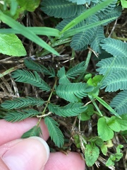 Mimosa nuttallii
