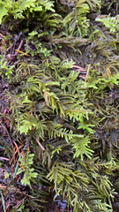 Kindbergia oregana