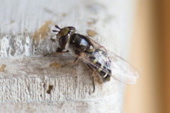 Austroscaeva melanostoma