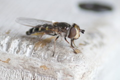 Austroscaeva melanostoma