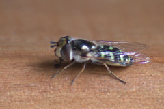 Austroscaeva melanostoma