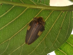 Aspisoma