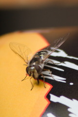 Austroscaeva melanostoma