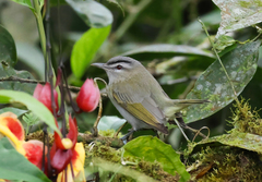 Vireo olivaceus