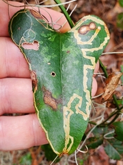 Marmara smilacisella