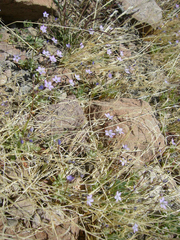 Gilia