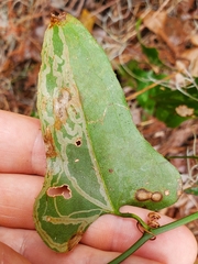 Marmara smilacisella