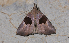Hypena drucealis