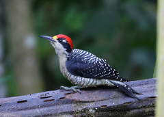 Melanerpes pucherani