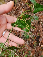 Marmara smilacisella