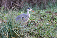 Ardea cinerea