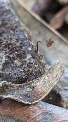 Cryptomarasmius corbariensis