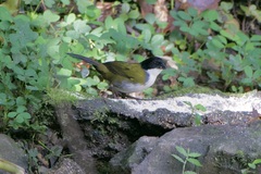 Arremon atricapillus