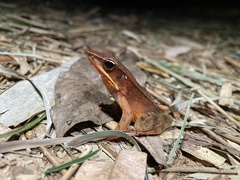 Lithobates warszewitschii