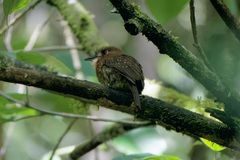 Malacoptila mystacalis