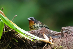 Ixothraupis rufigula