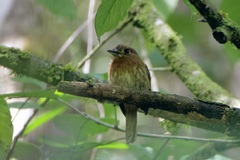 Malacoptila mystacalis
