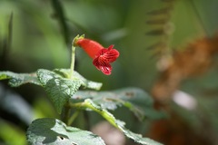 Kohleria inaequalis