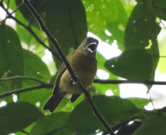 Chlorothraupis stolzmanni