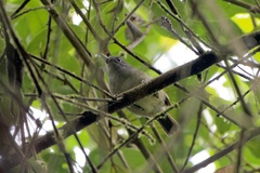 Dysithamnus mentalis