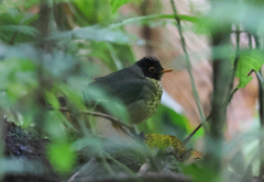 Catharus maculatus