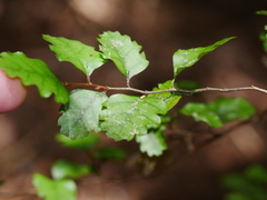 Nothofagus fusca
