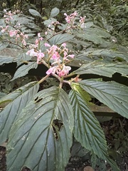 Begonia chlorolepis