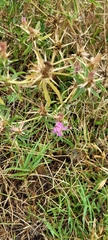 Centaurea calcitrapa