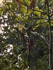 Myiodynastes hemichrysus