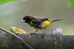 Ramphocelus flammigerus