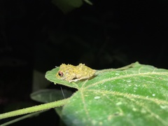 Pristimantis cruentus