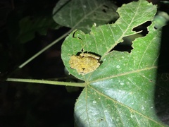 Pristimantis cruentus