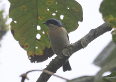 Pipraeidea melanonota