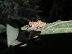 Pristimantis cruentus