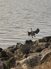 Pelecanus occidentalis