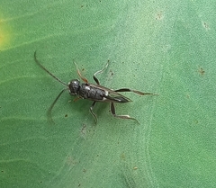 Evania appendigaster