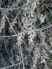 Alyssum desertorum