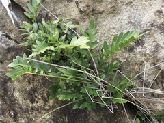 Asplenium obtusatum
