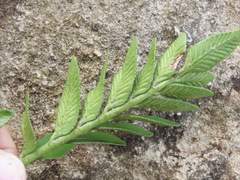 Asplenium obtusatum